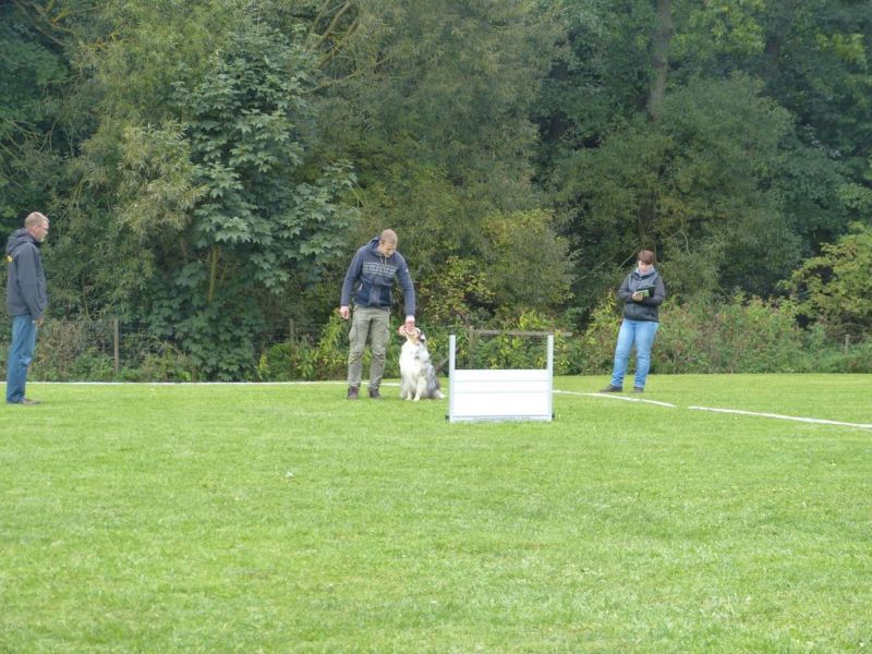 Obedience Prüfung 2015
