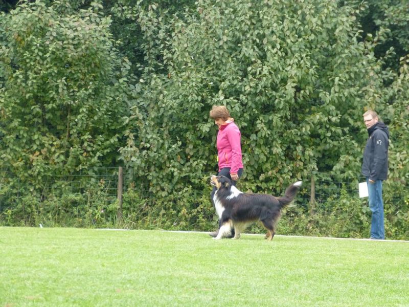 Obedience Prüfung 2015