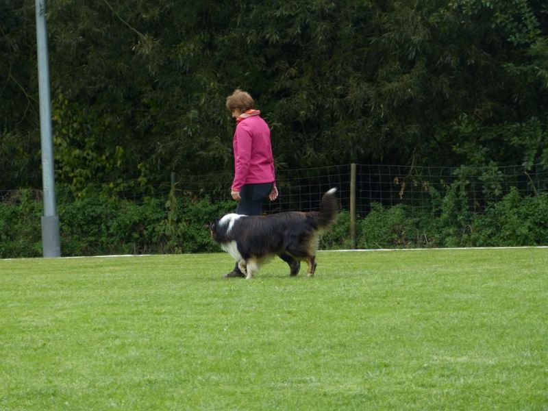 Obedience Prüfung 2015