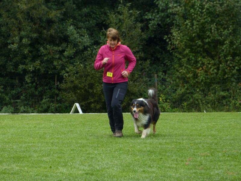 Obedience Prüfung 2015