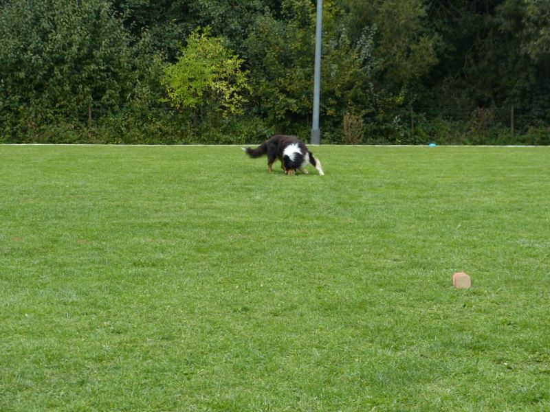 Obedience Prüfung 2015