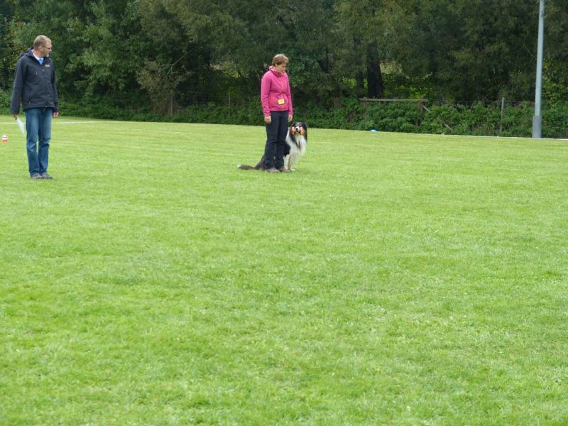 Obedience Prüfung 2015
