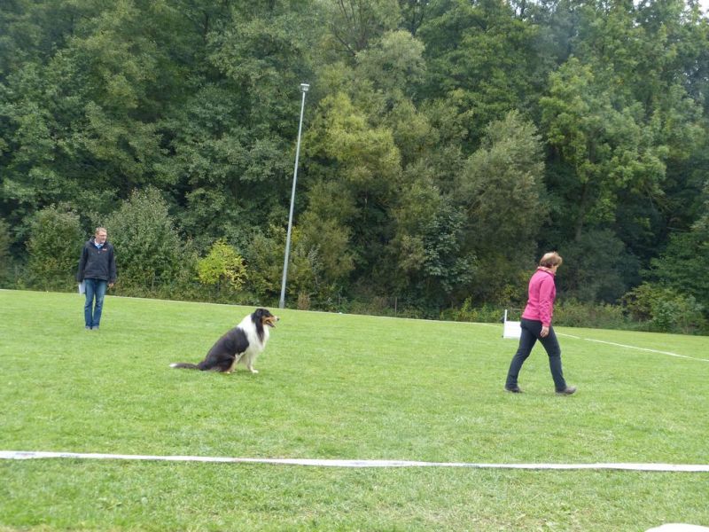 Obedience Prüfung 2015
