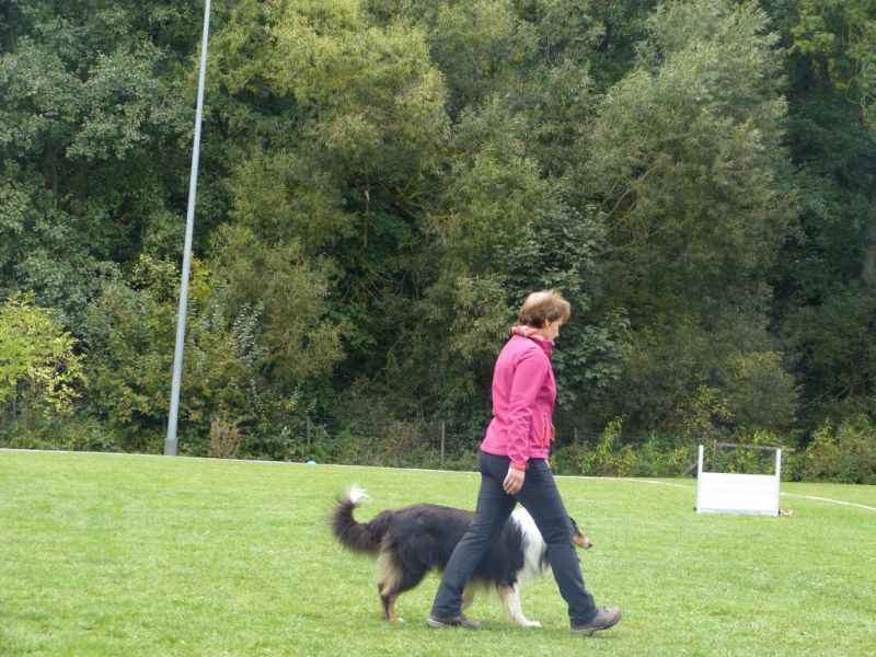 Obedience Prüfung 2015