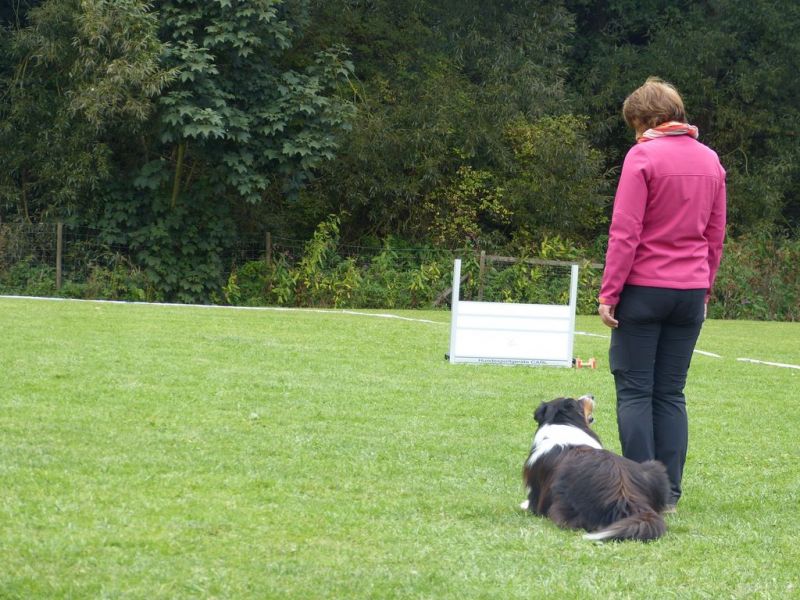 Obedience Prüfung 2015