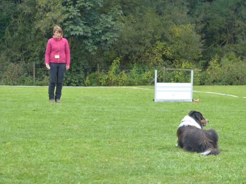 Obedience Prüfung 2015