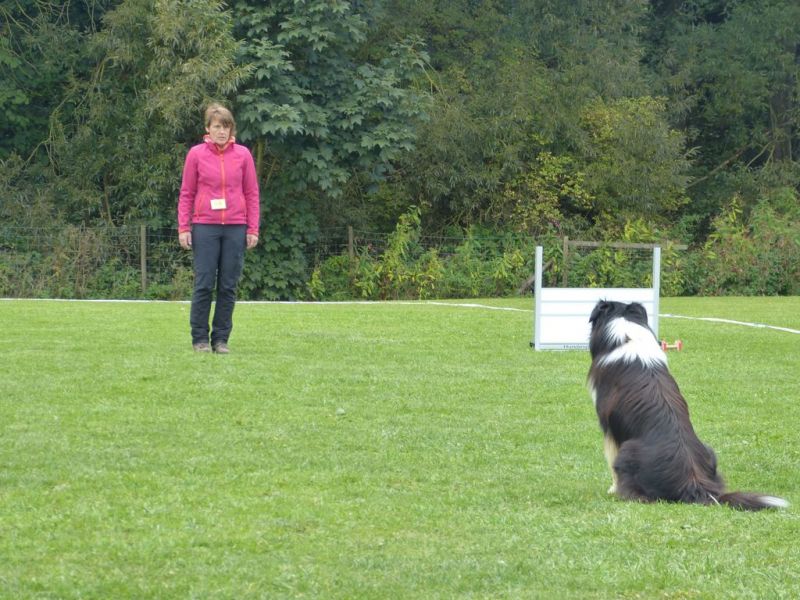 Obedience Prüfung 2015