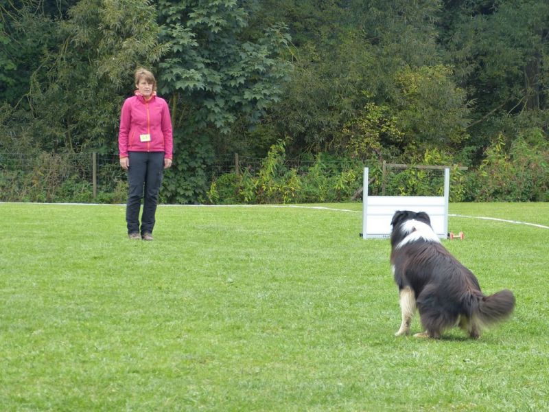 Obedience Prüfung 2015