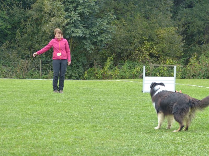Obedience Prüfung 2015