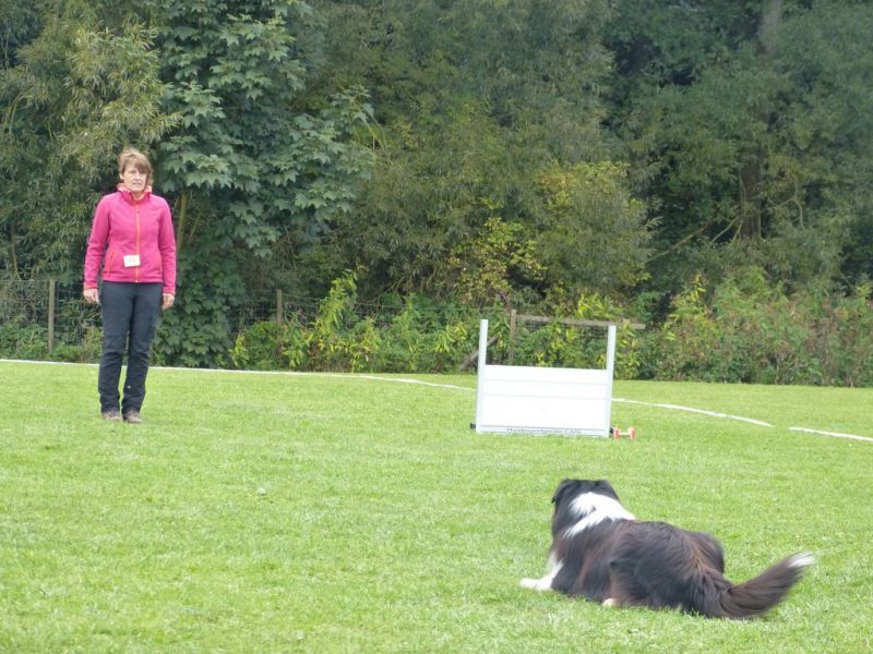 Obedience Prüfung 2015