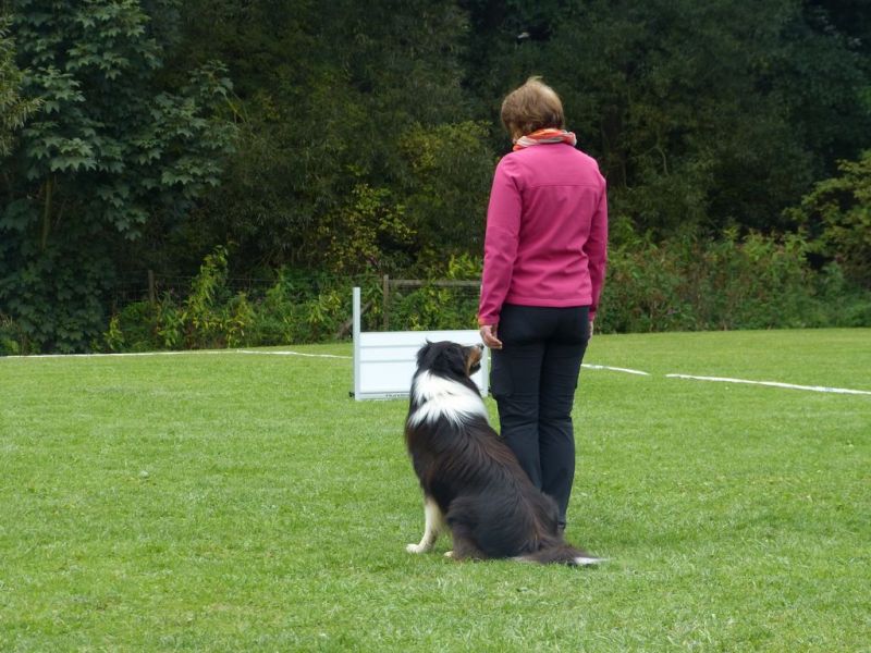 Obedience Prüfung 2015
