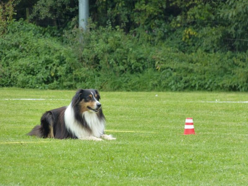 Obedience Prüfung 2015