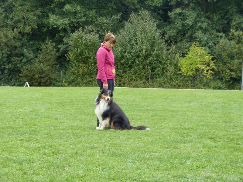 Obedience Prüfung 2015