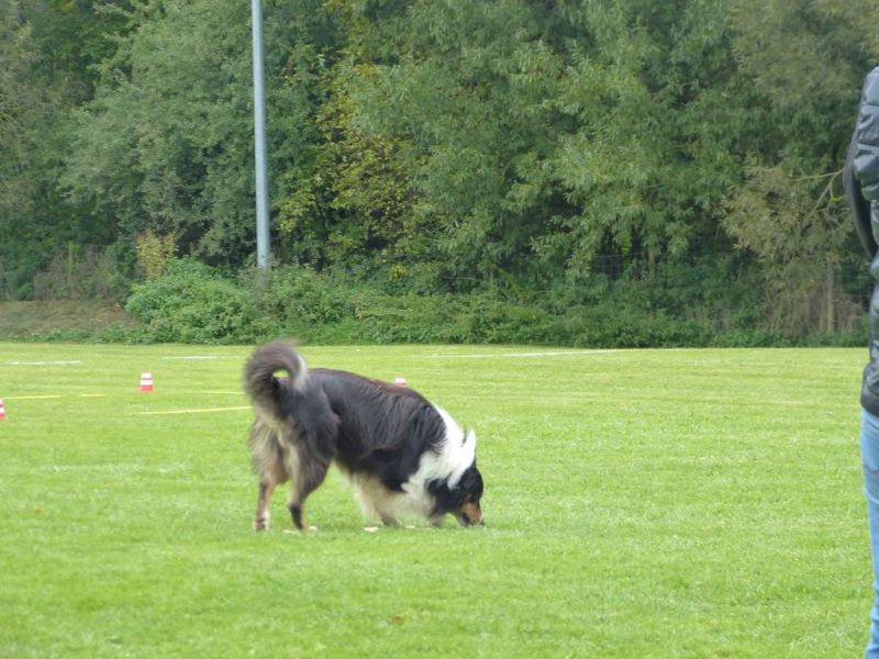 Obedience Prüfung 2015