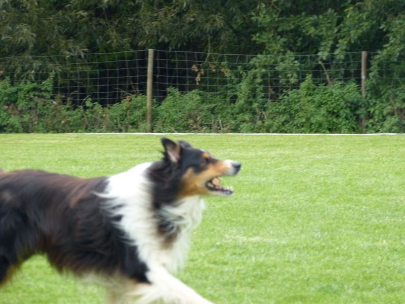 Obedience Prüfung 2015