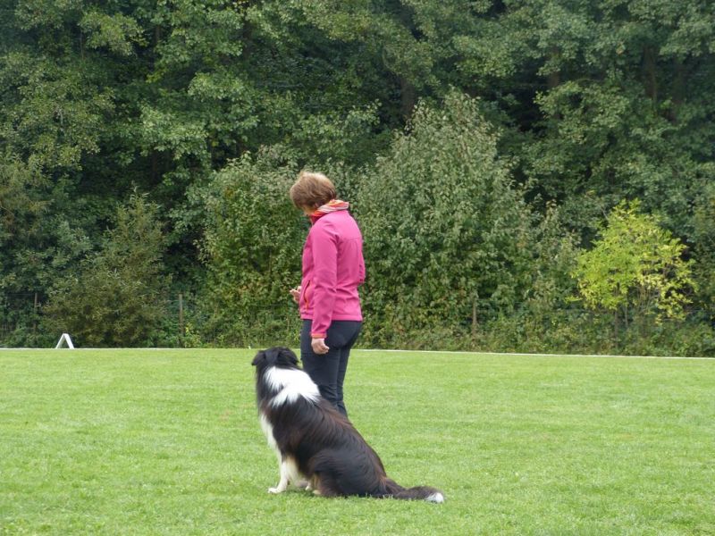 Obedience Prüfung 2015