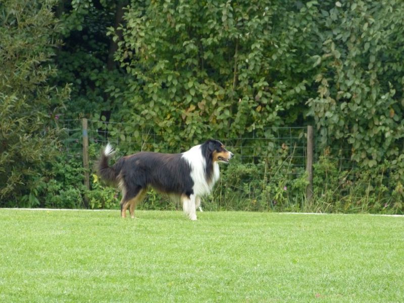 Obedience Prüfung 2015