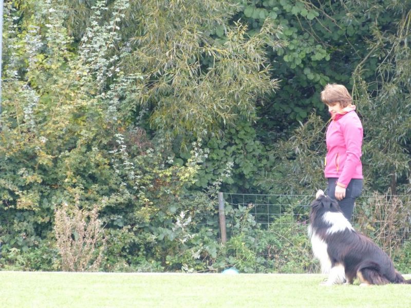 Obedience Prüfung 2015