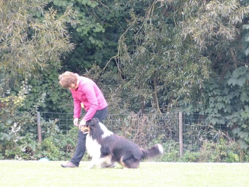 Obedience Prüfung 2015