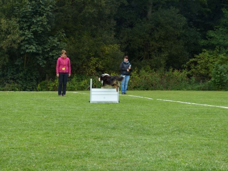 Obedience Prüfung 2015