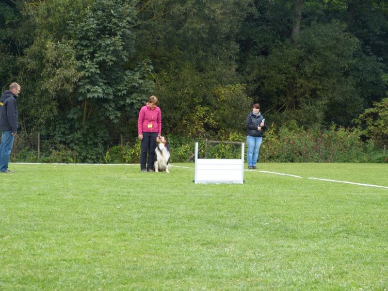 Obedience Prüfung 2015