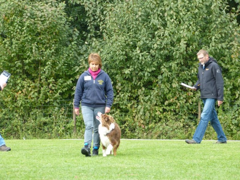 Obedience Prüfung 2015