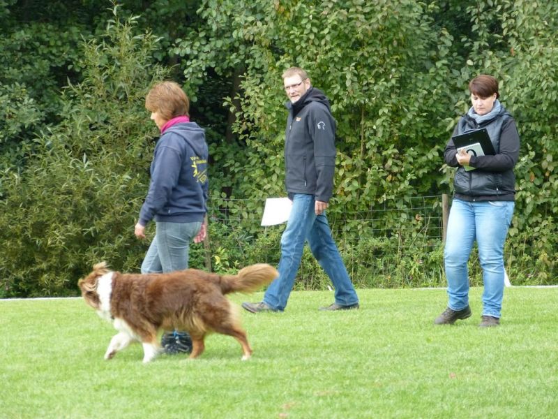 Obedience Prüfung 2015