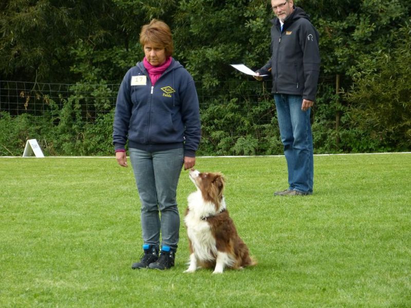 Obedience Prüfung 2015