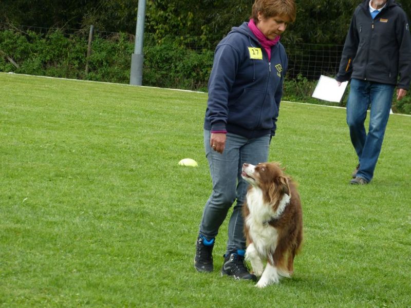 Obedience Prüfung 2015