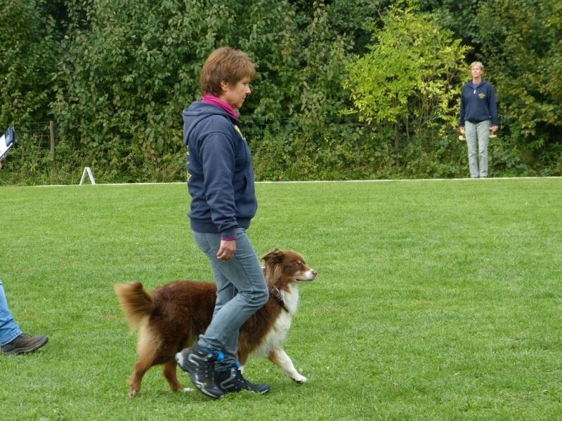 Obedience Prüfung 2015