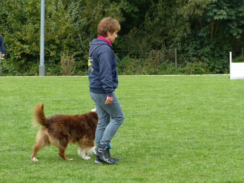 Obedience Prüfung 2015