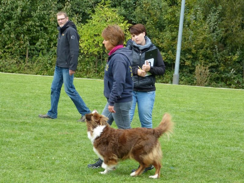 Obedience Prüfung 2015