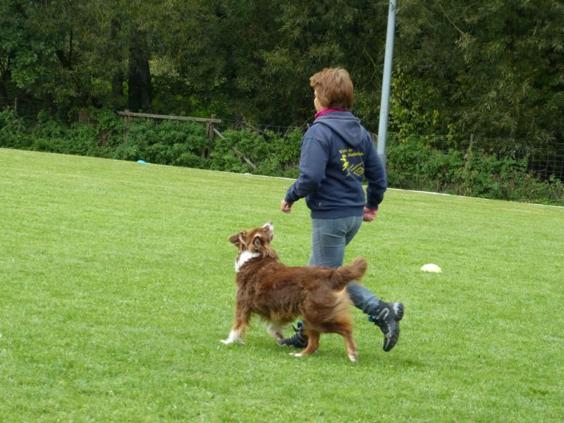 Obedience Prüfung 2015