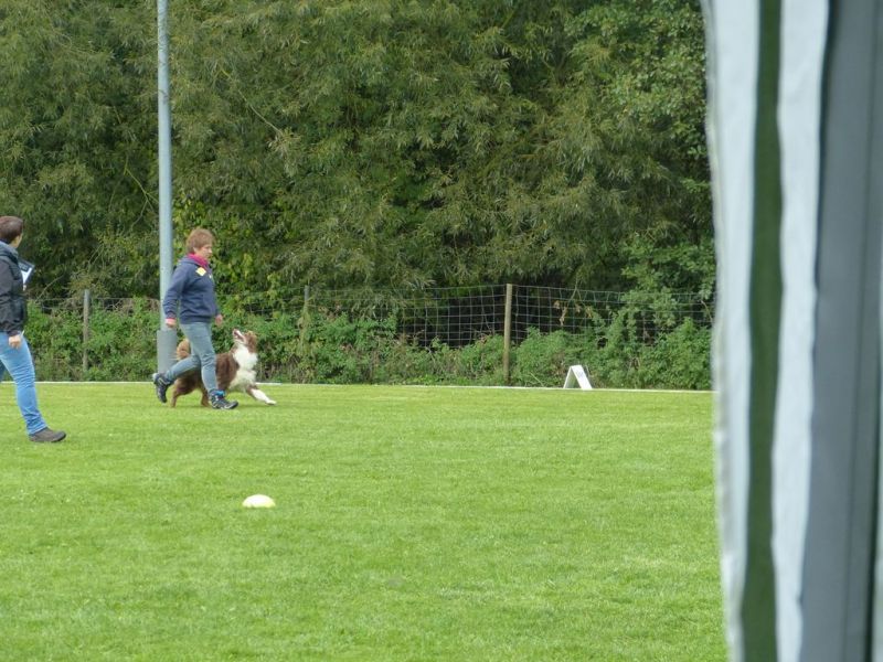 Obedience Prüfung 2015