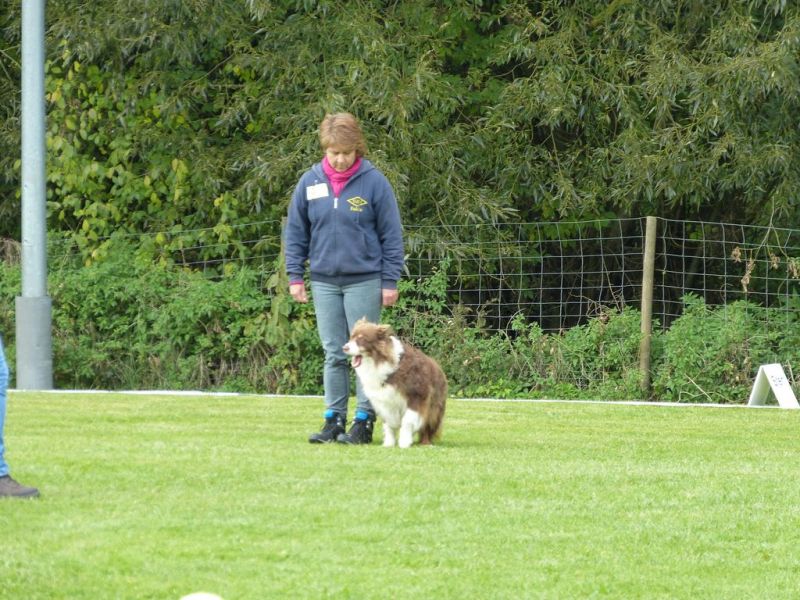 Obedience Prüfung 2015