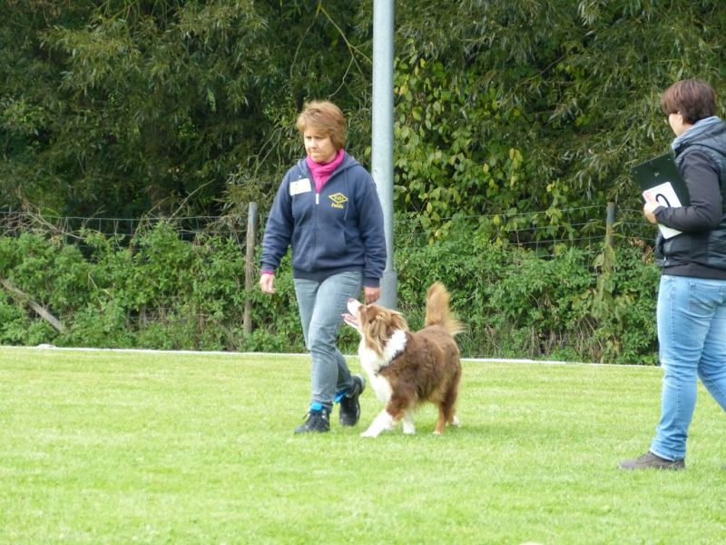 Obedience Prüfung 2015
