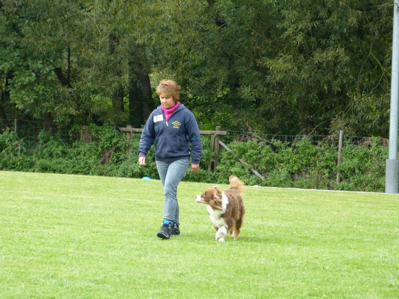 Obedience Prüfung 2015