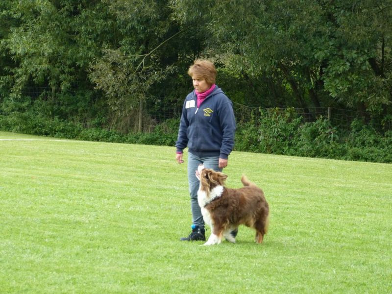 Obedience Prüfung 2015