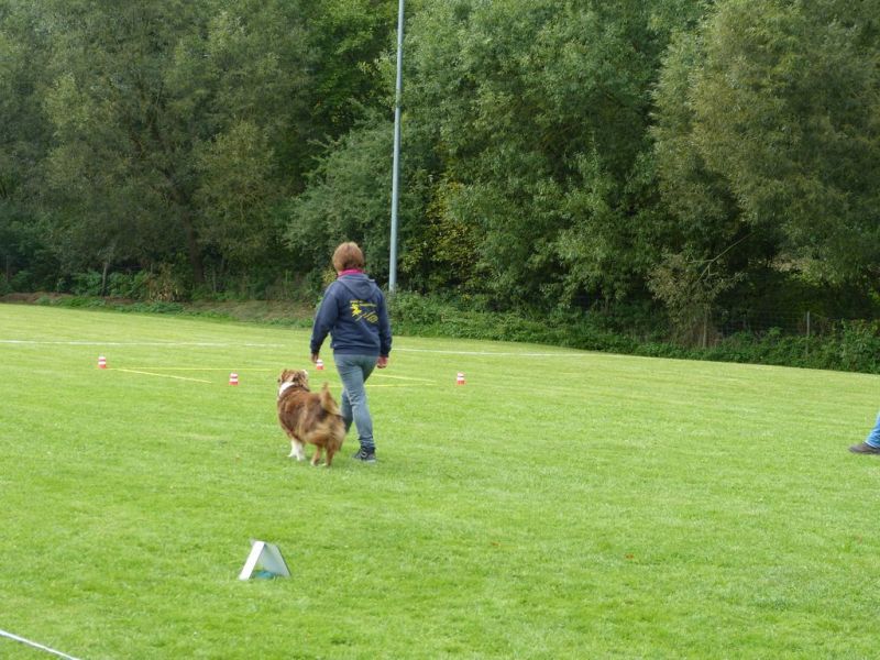 Obedience Prüfung 2015