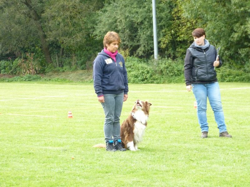 Obedience Prüfung 2015