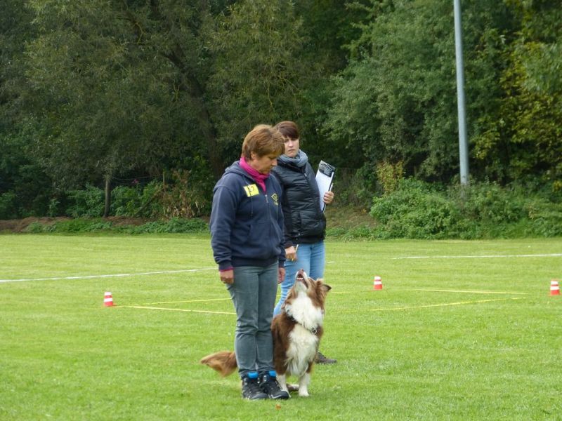 Obedience Prüfung 2015