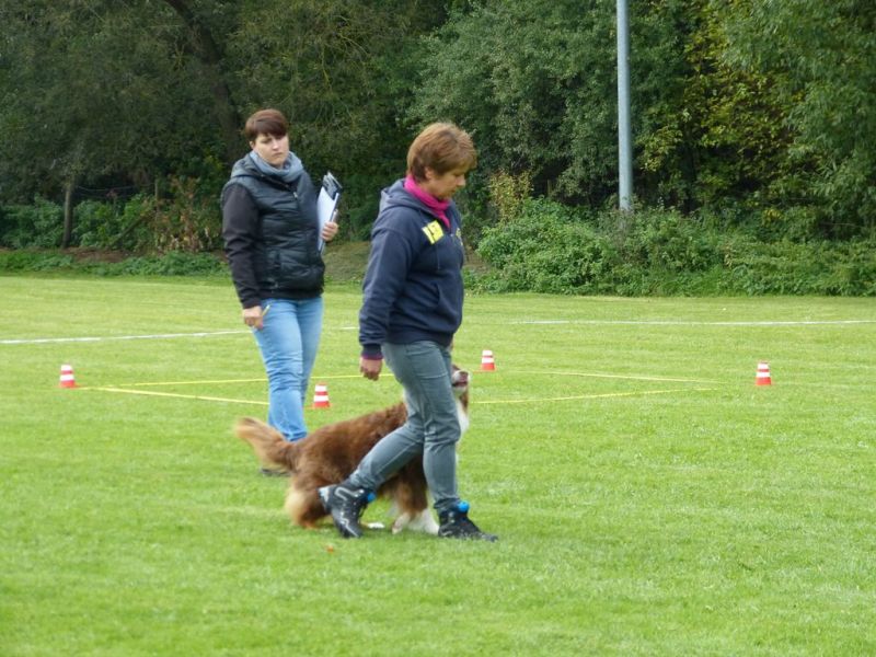 Obedience Prüfung 2015