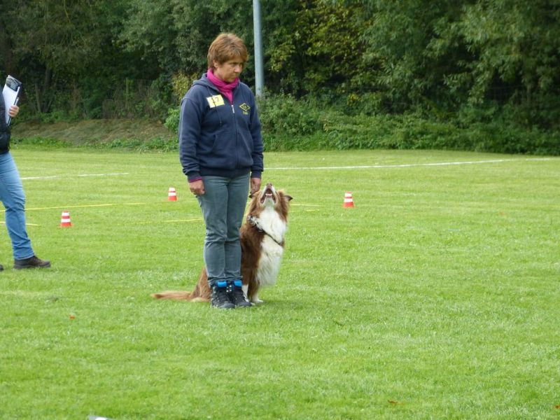 Obedience Prüfung 2015