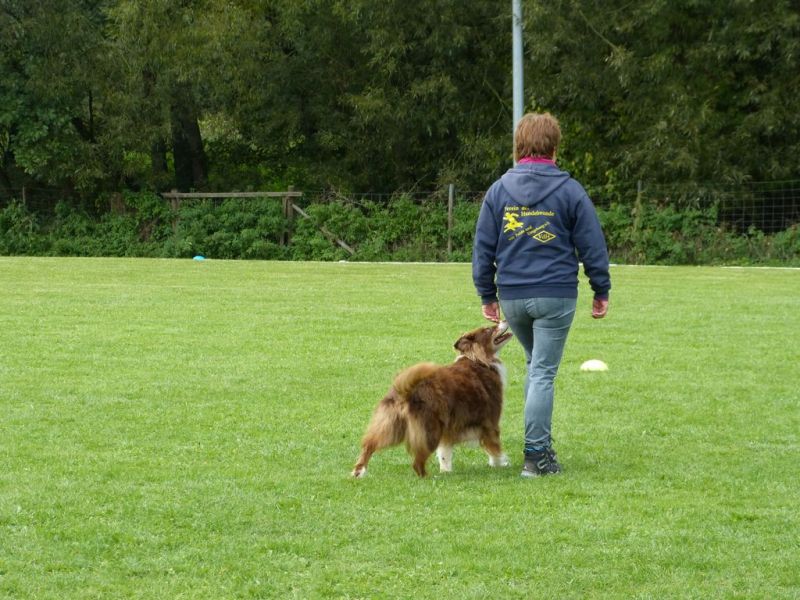 Obedience Prüfung 2015