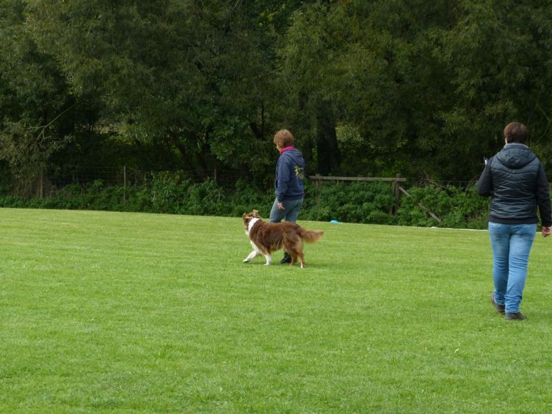 Obedience Prüfung 2015