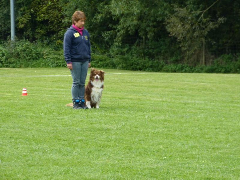 Obedience Prüfung 2015