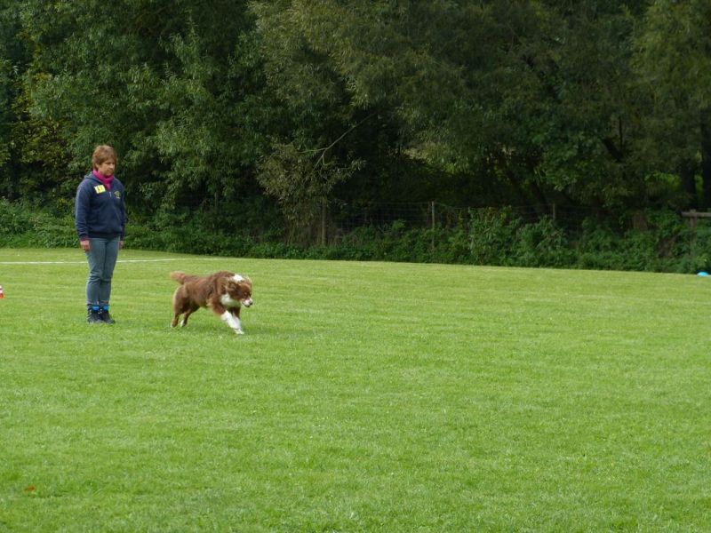 Obedience Prüfung 2015