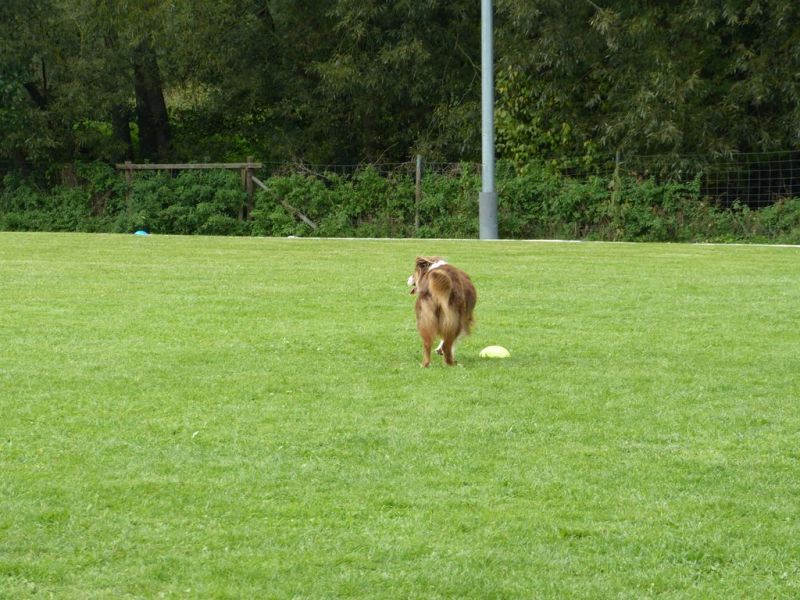 Obedience Prüfung 2015