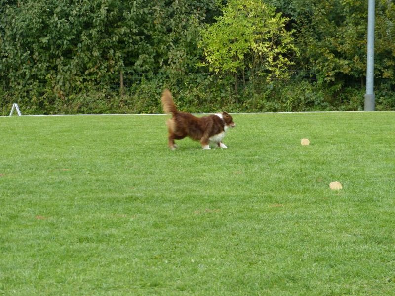 Obedience Prüfung 2015