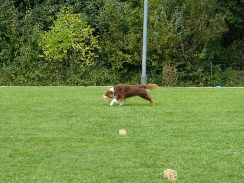 Obedience Prüfung 2015